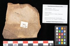 Foto (Objekt + Etikett) von Quercus palaeoilex Ettingshausen (NHMW-GEO-2024-0188-0905)